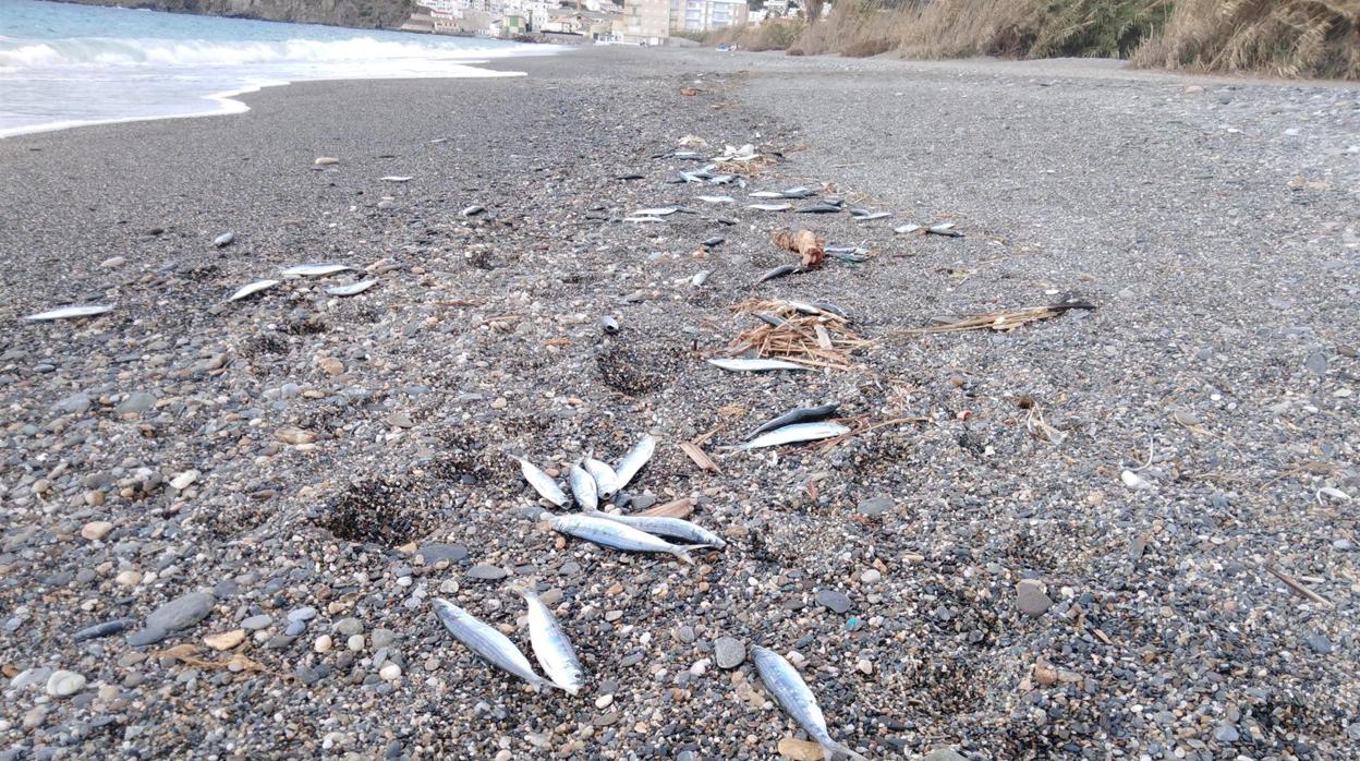 Los peces muertos se reparten a lo largo de un kilómetro en la play de El Peñón de Salobreña.