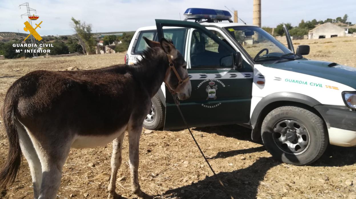 Asno rescatado en Puente Genil