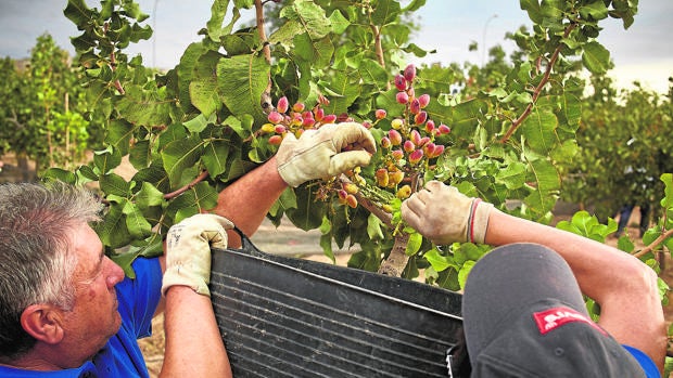 El pistacho crece fuerte en Córdoba: multiplica por siete su superficie desde 2013