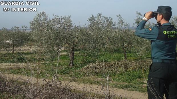 Detienen a los autores de los robos en fincas agrícolas de la Costa occidental de Huelva