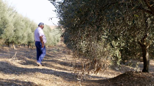 Balance agrario 2019 | La inestabilidad climática, política y comercial hacen caer la renta del campo