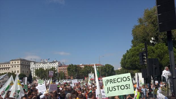 Miles de olivareros prevén cortar las principales autovías de Jaén por el bajo precio del aceite