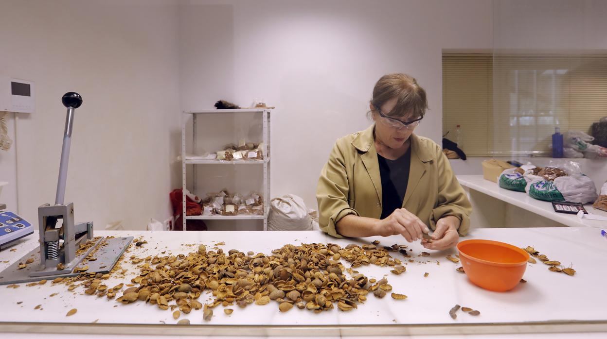 Trabajadora prepara las nueces para su uso en repostería