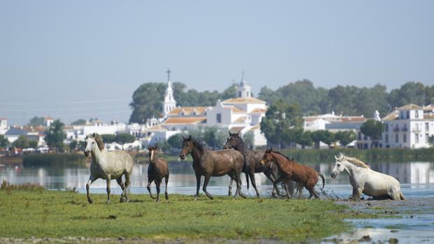 Pasado, presente y futuro del Parque Nacional de Doñana en un congreso que conmemora su 50 aniversario