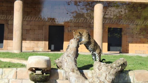 «Portos», un leopardo de diez años, el habitante más reciente del Zoo de Córdoba