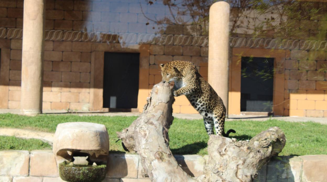 «Portos», el nuevo leopardo del Zoológico de Córdoba