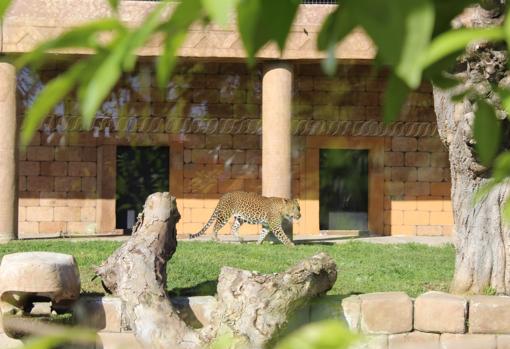 «Portos», en su recinto del Zoológico de Córdoba