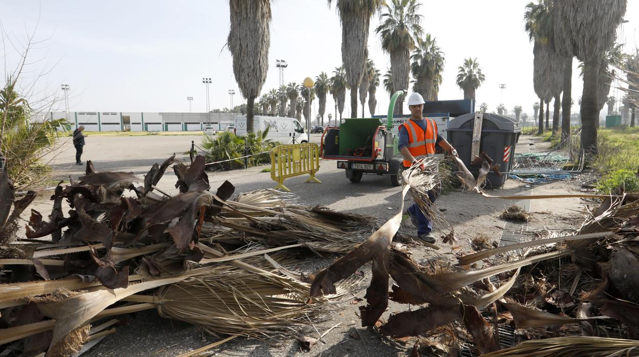 Un operario inicia la poda de las palmeras