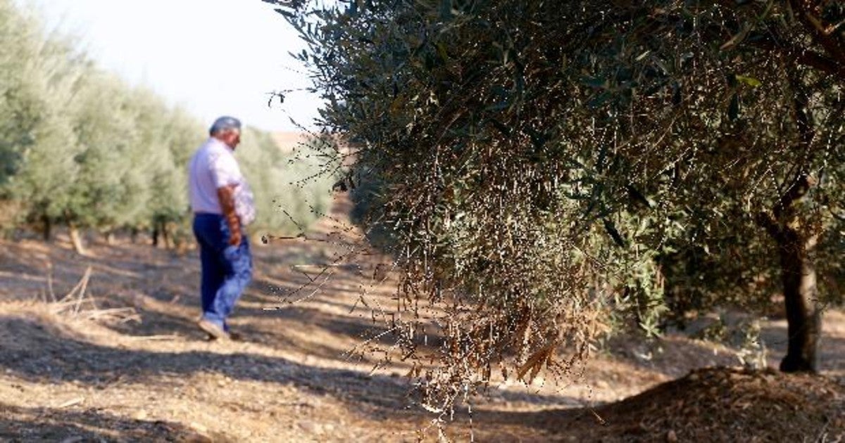 Un agricultor pasea por su olivar