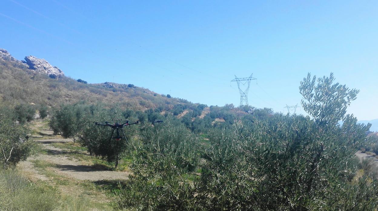 Un dron sobrevuela un olivar