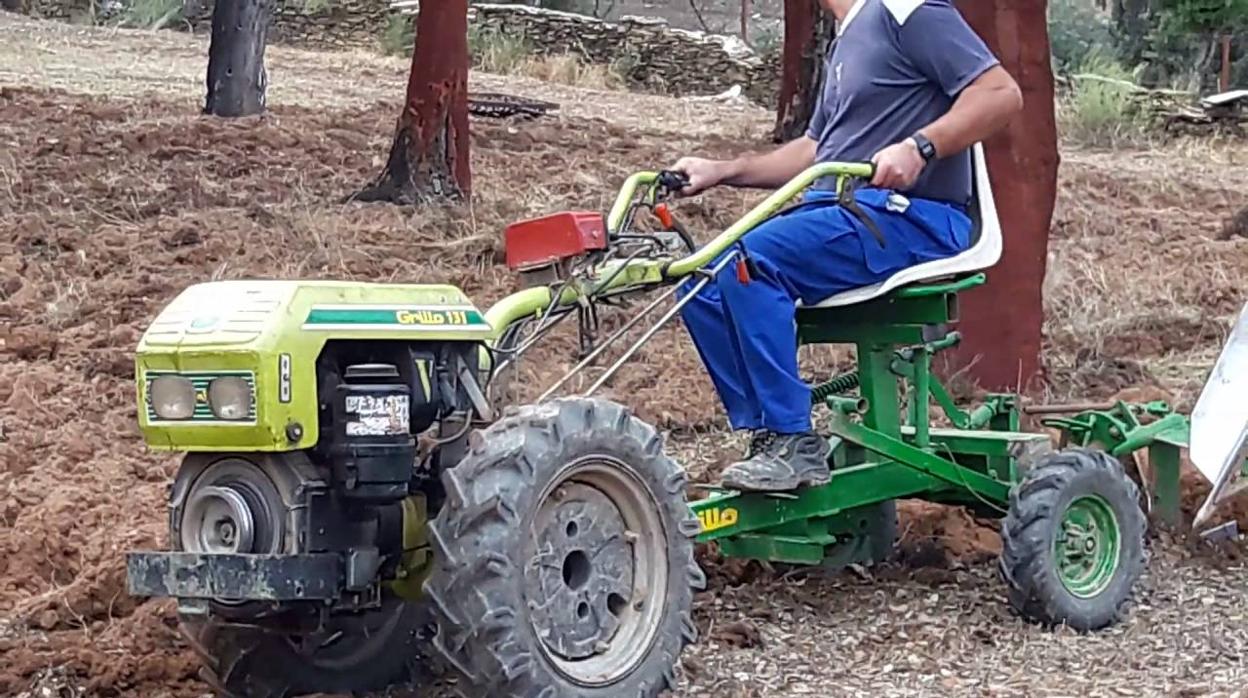 Un hombre realiza labores agrícolas con una mula mecánica