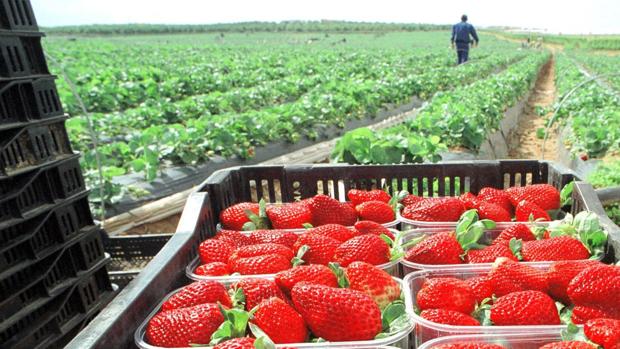 Agricultores y ganaderos de Huelva ultiman una macroprotesta al llegar a «una situación límite»