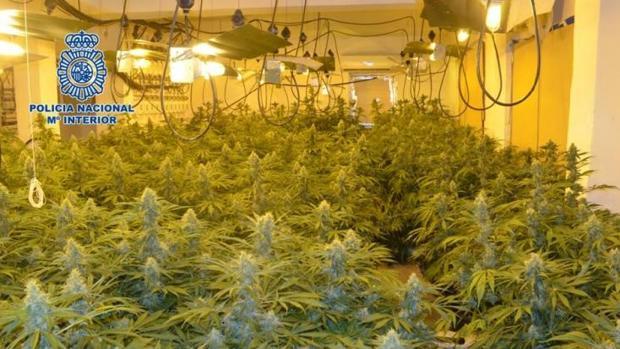 Decomisan en Granada 400 plantas de marihuana que consumían la misma electricidad que doce casas