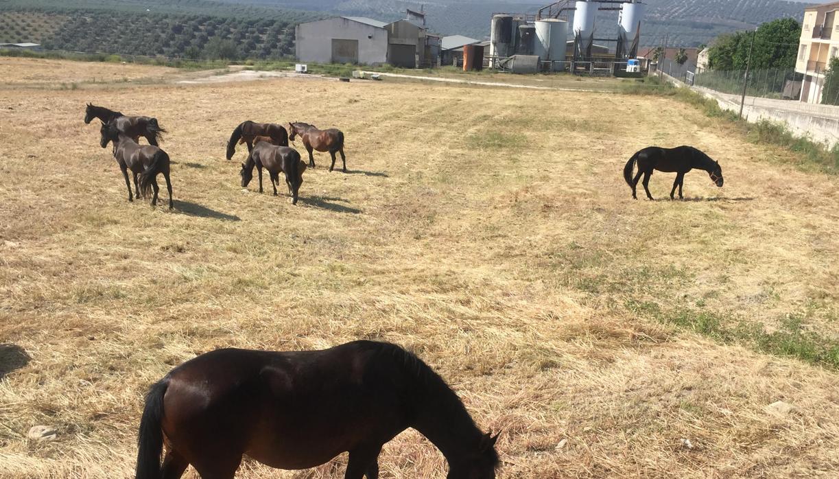 Terrenos donde se ha proyectado el traslado del recinto ferial de Cabra