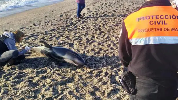 Rescatan a un delfín varado en una playa de Almería