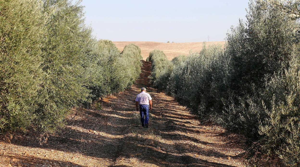 Un agricultor pasea entre los olivos de una finca