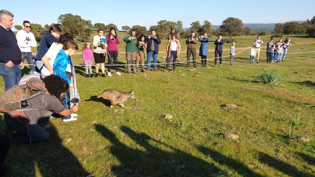 Suelta de linces en Jaén tras el atropello de dos ejemplares en una semana