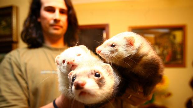 Montalbán, el pueblo cordobés con más hurones