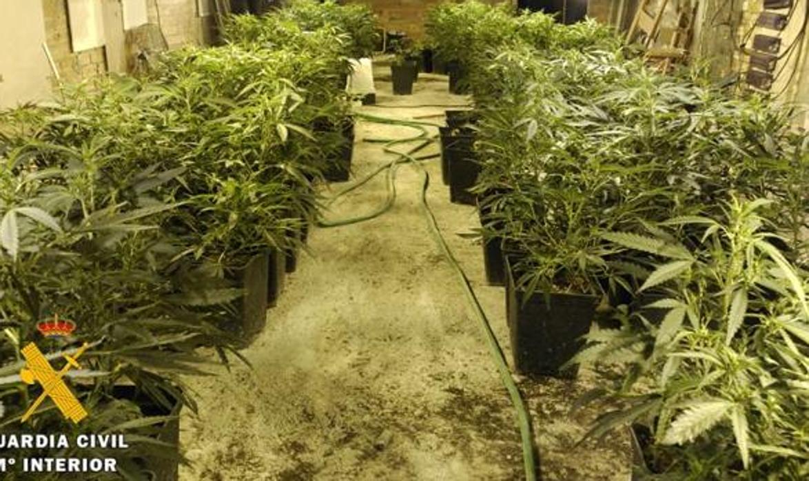 Plantación de marihuana en una de la viviendas investigadas