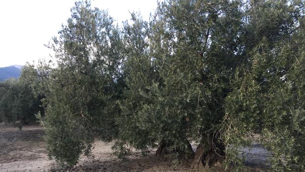 La producción de aceite de oliva se sitúa 100.000 toneladas por debajo del aforo