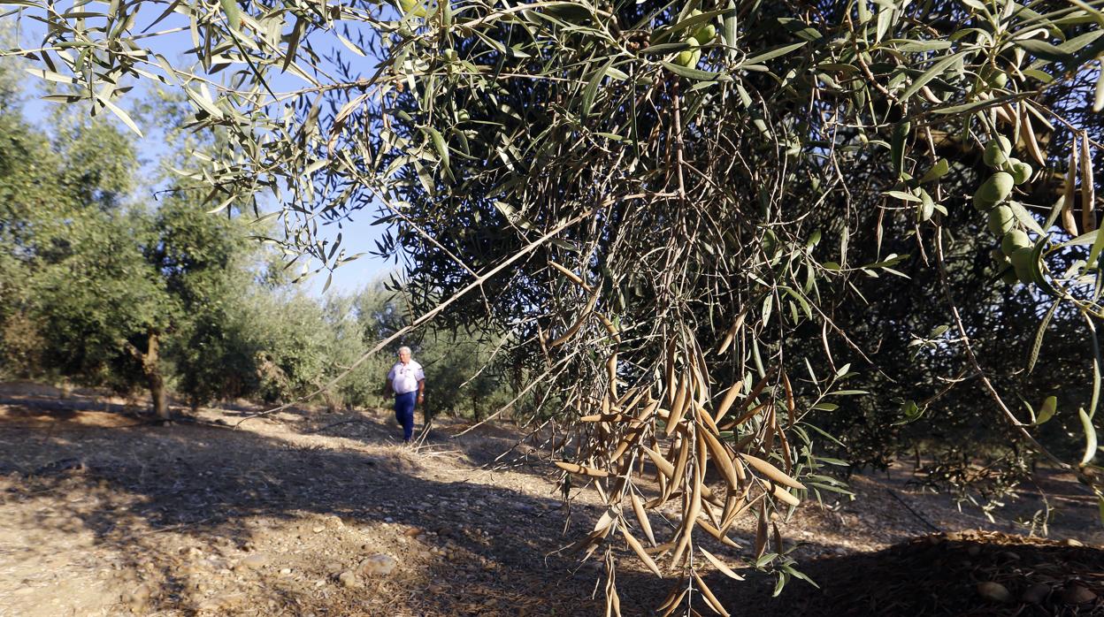 Un hombre camina por un campo de olivos