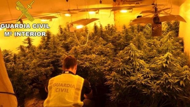 Requisan 91 plantas de marihuana en una vivienda de Almería