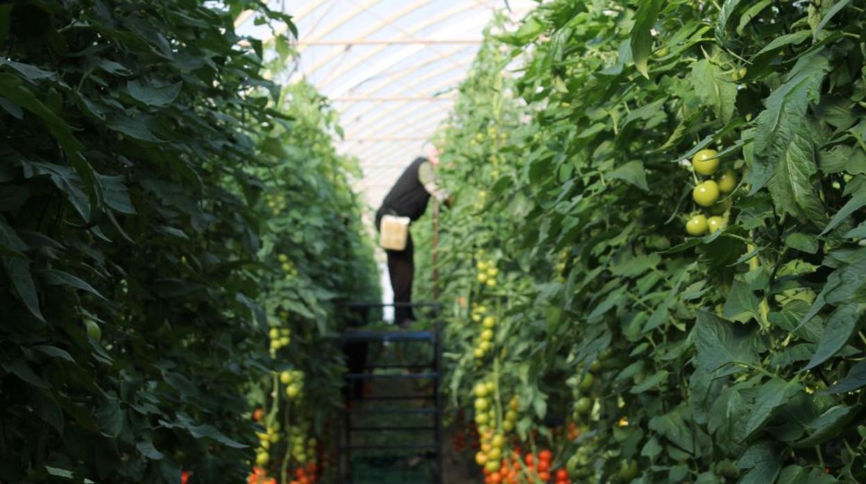 Agricultor recolectando tomates en un invernadero.