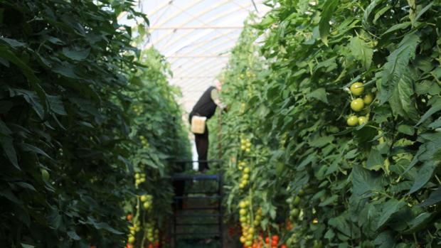 Almería sigue produciendo con normalidad frutas y hortalizas para abastecer los mercados