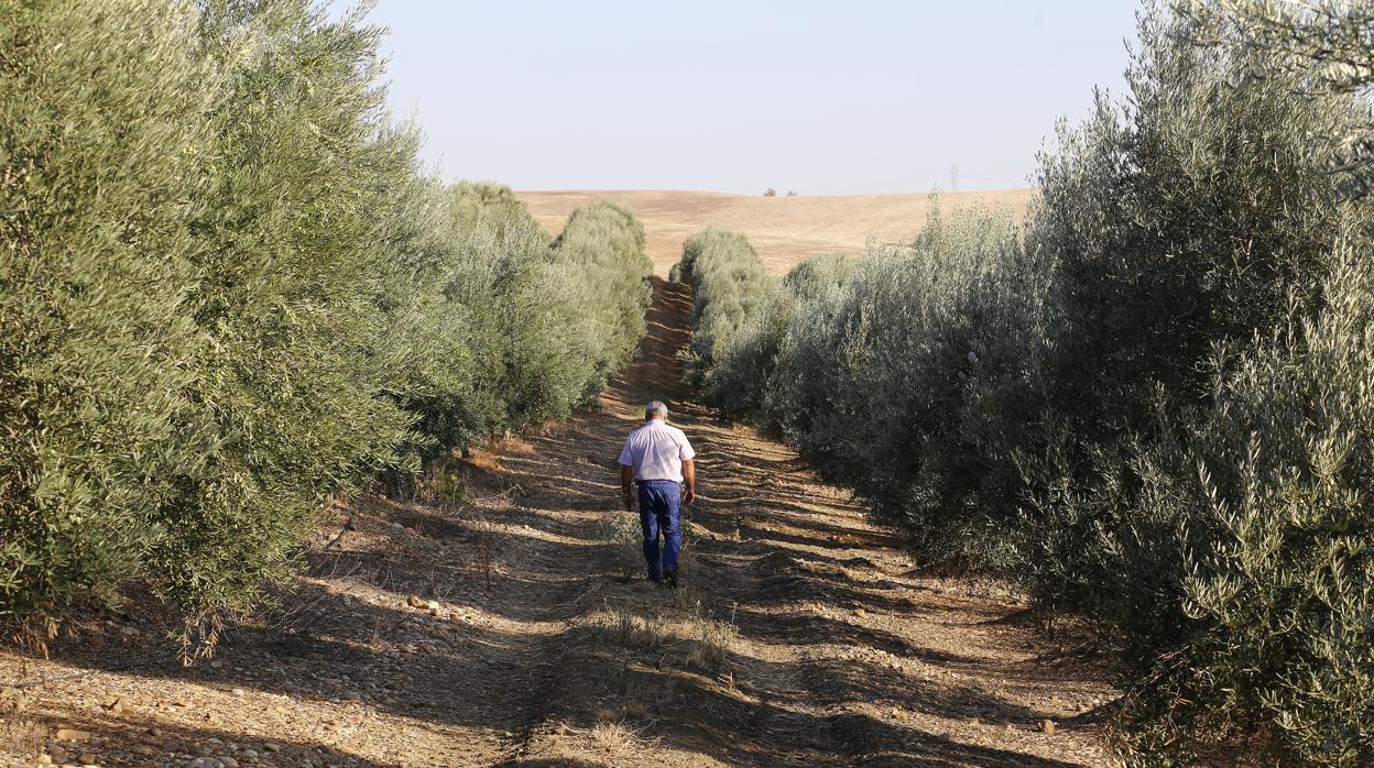 Un agricultor en un campo de olivos