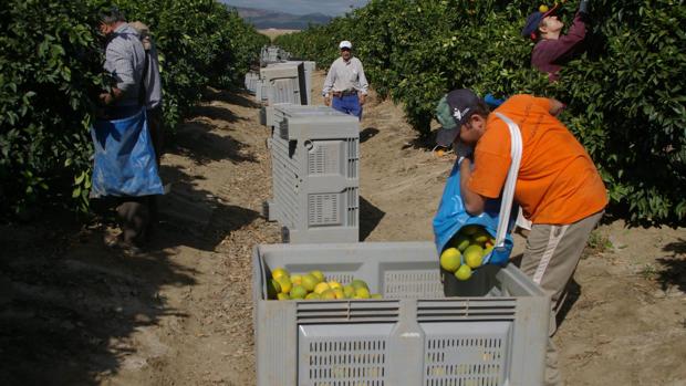 ¿Cómo se puede trabajar en el campo en Córdoba durante el Estado de Alarma?