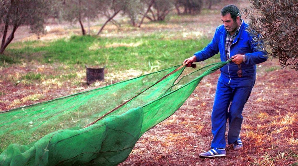 Temporero en la recogida de la aceituna