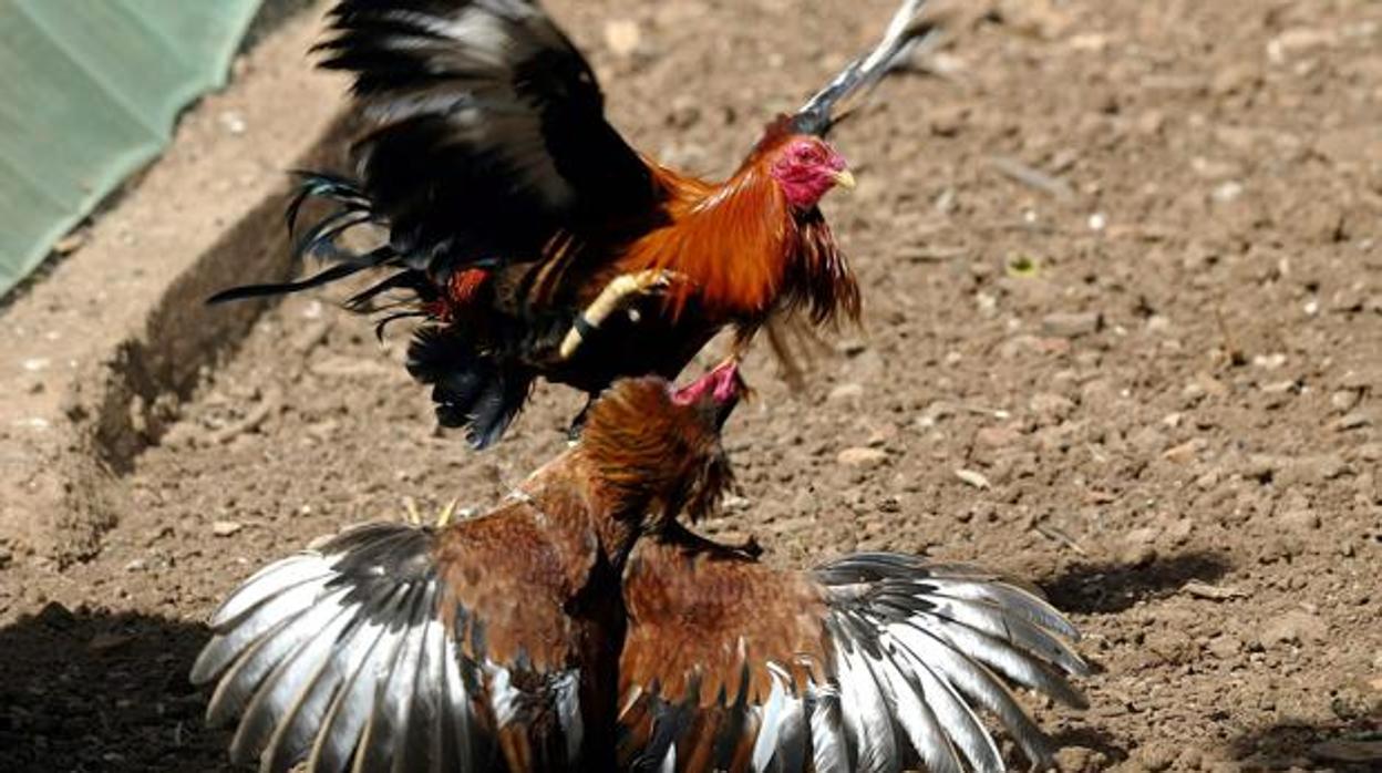 Los presentes estaban apostando en una pelea de gallos con varios animales ya muertos