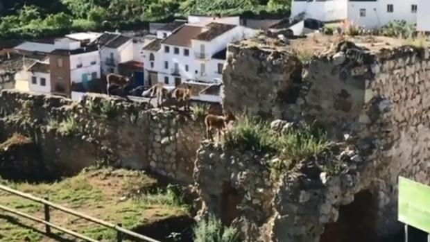 Cabras montesas campan a sus anchas por el recinto amurallado de Luque