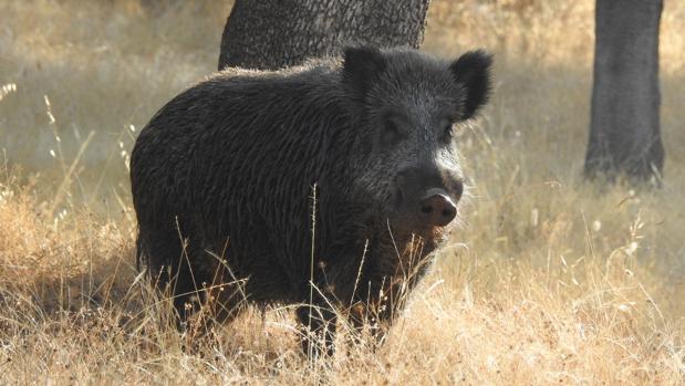 Expertos defienden la caza durante la alarma para evitar daños a agricultura