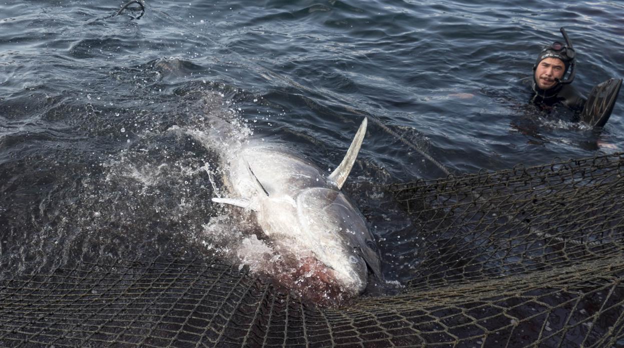 Un buzo con un ejemplar en el copo de la almadraba de Zahara desde donde se levantan los atunes