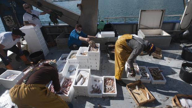 Los pescadores andaluces contra las cuerdas: «una gamba de 60 euros vale ahora 19 el kilo»