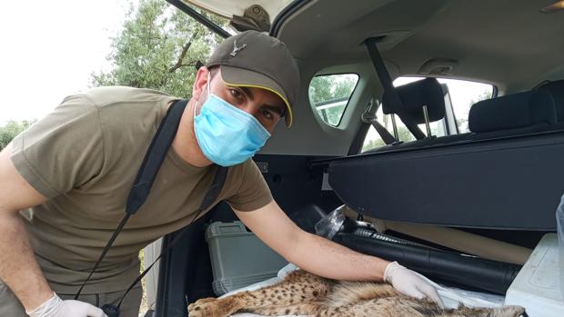 Un cazador cuida de un lince tras encontrarlo desnutrido y con heridas en un olivar de Bailén