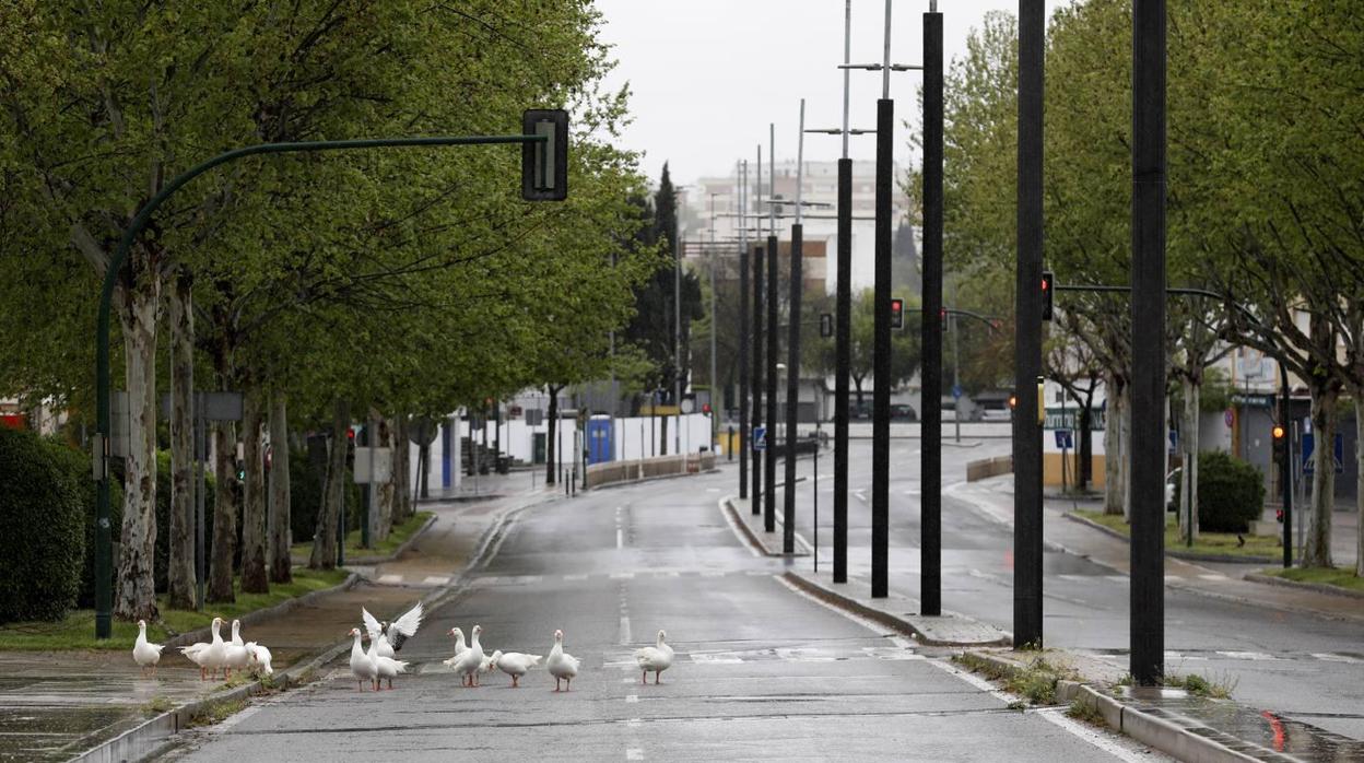 Calles vacías en la capital cordobesa por el confinamiento