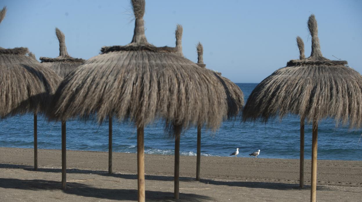 Dos gaviotas se hacen dueñas de la playa en Marbella