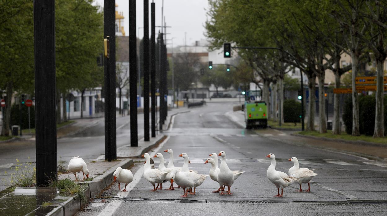 Un grupo de patos en el puente del Arenal durante los primeros días del estado de alarma en Córdoba