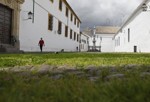 La plaza de Capuchinos, con vegetación