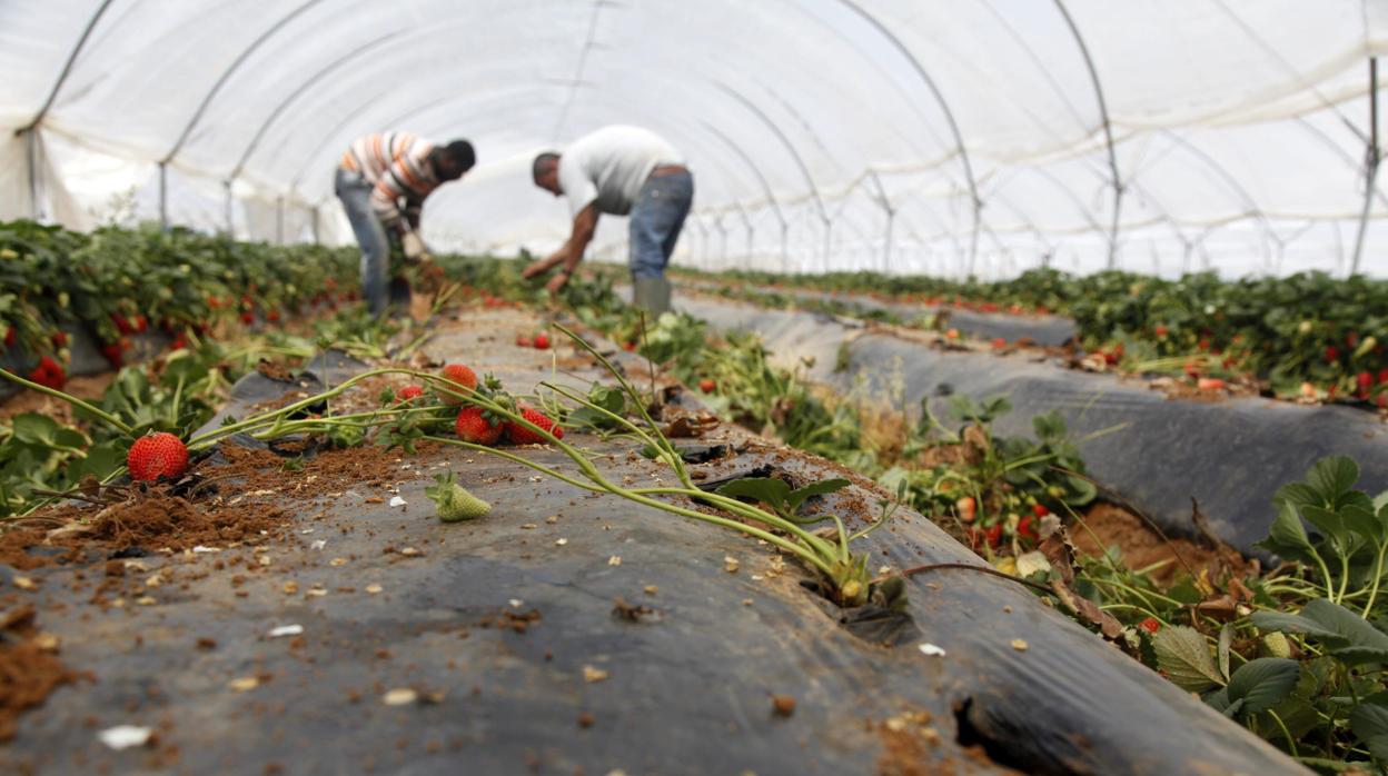 Una mujer recoge fresas en una explotación agrícola de Cartaya, en la provincia de Huelva