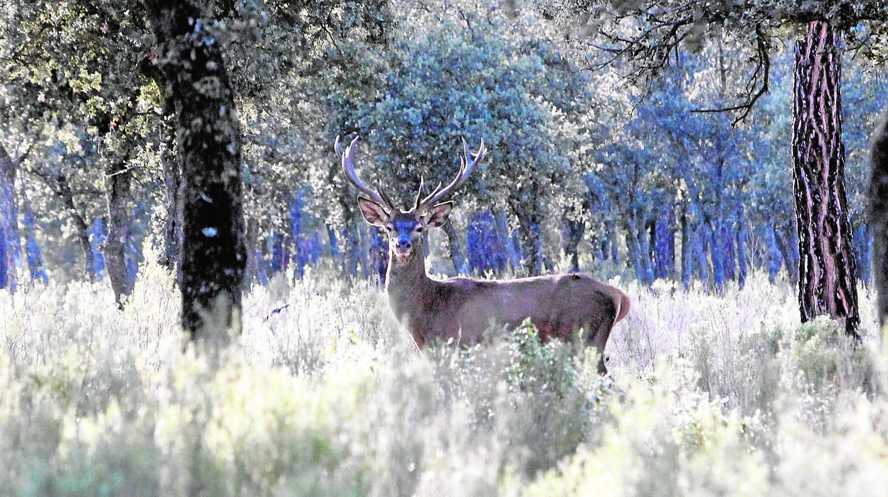 Un venado, una de las piezas más codiciadas en la caza mayor, pasta en un monte