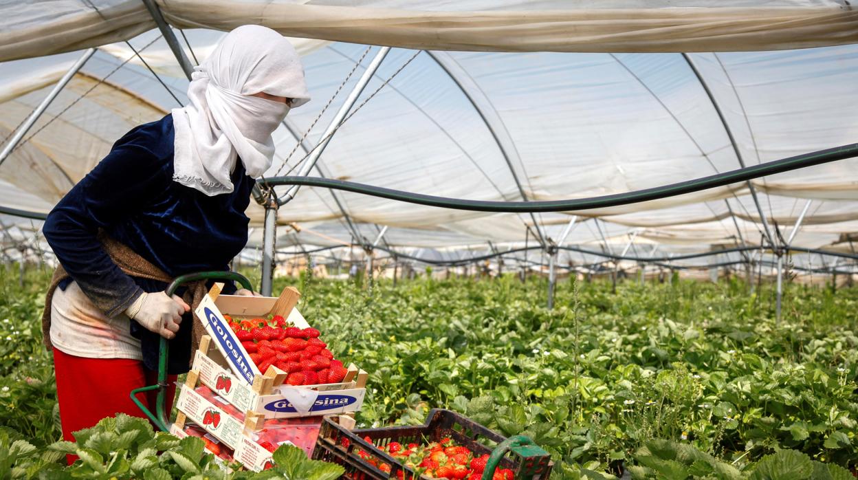 Temporera en un campo de fresas onubense