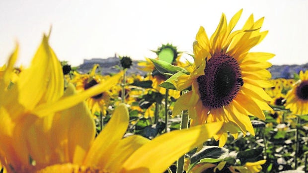 El cultivo de girasol en Córdoba, pendiente de la climatología para lograr una cosecha récord