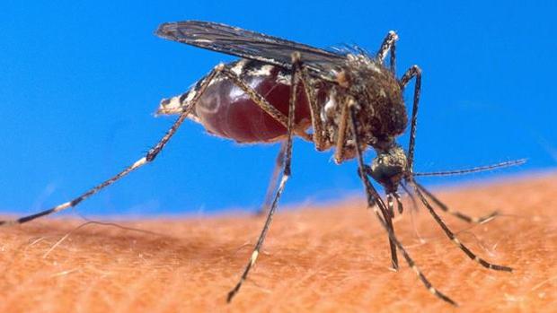 Huelva combate una plaga de mosquitos antes de que llegue el turismo