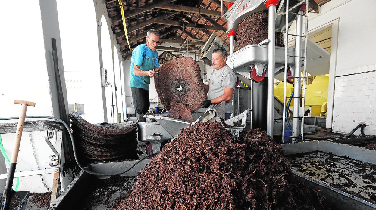 Trabajadores en el prensado de la uva en un lagar de Montalbán