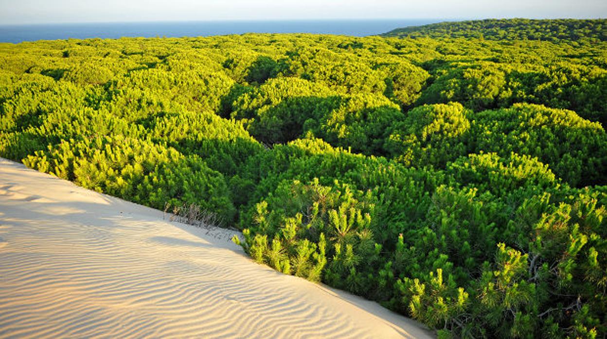 Es fundamental llevar a cabo trabajos dirigidos a garantizar un adecuado estado de los montes para el periodo de máximo riesgo