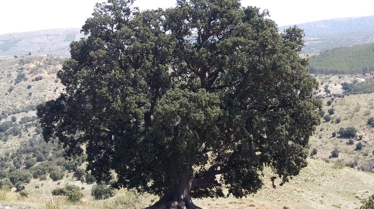 «La Peana», la encina milenaria más antigua de Andalucía