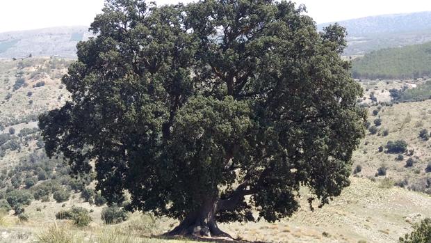 La encina milenaria más antigua de Andalucía, «en peligro de muerte»